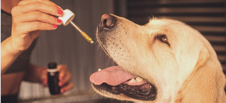 administering CBD to a dog